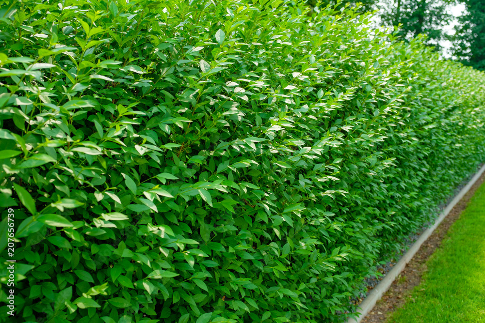 Ligusterhecke Ligustrum vulgare Atrovirens Ligusterhecke Ligustrum vulgare Atrovirens
