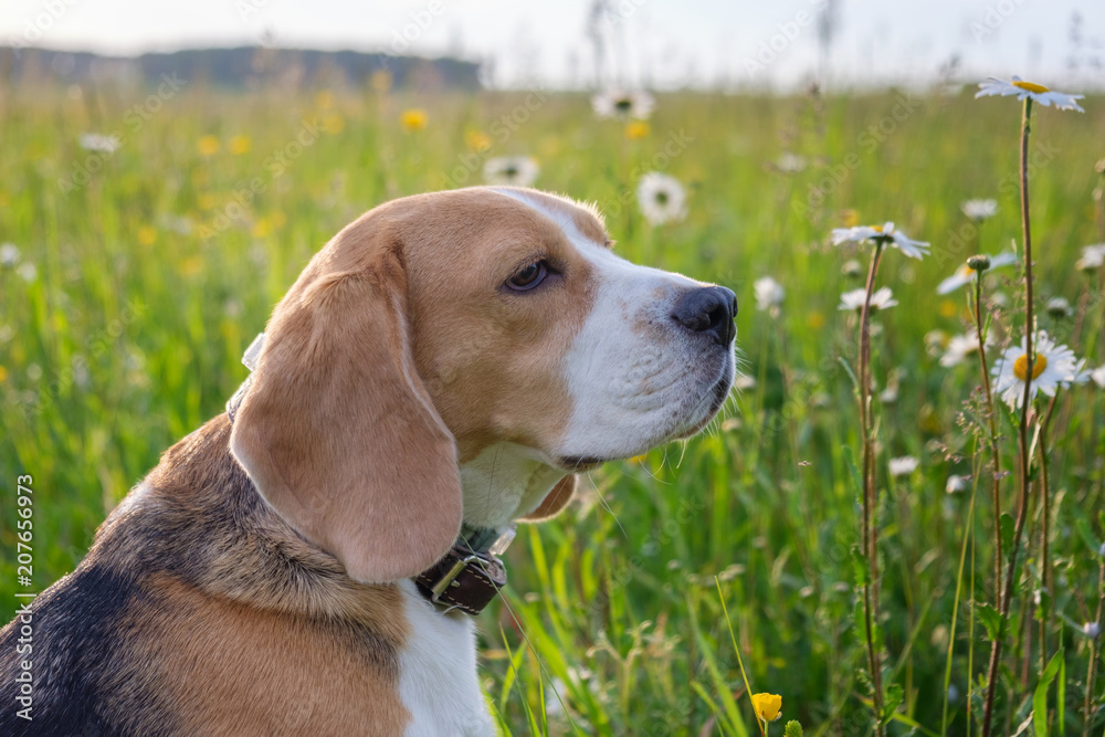 Dog Beagle on a walk in the summer on a green meadow