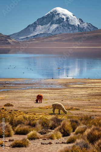 Fotografía Alpaca (Vicugna pacos) grazing on the shore of Lake Chungara, in the background the Sajama volcano, in northern Chile