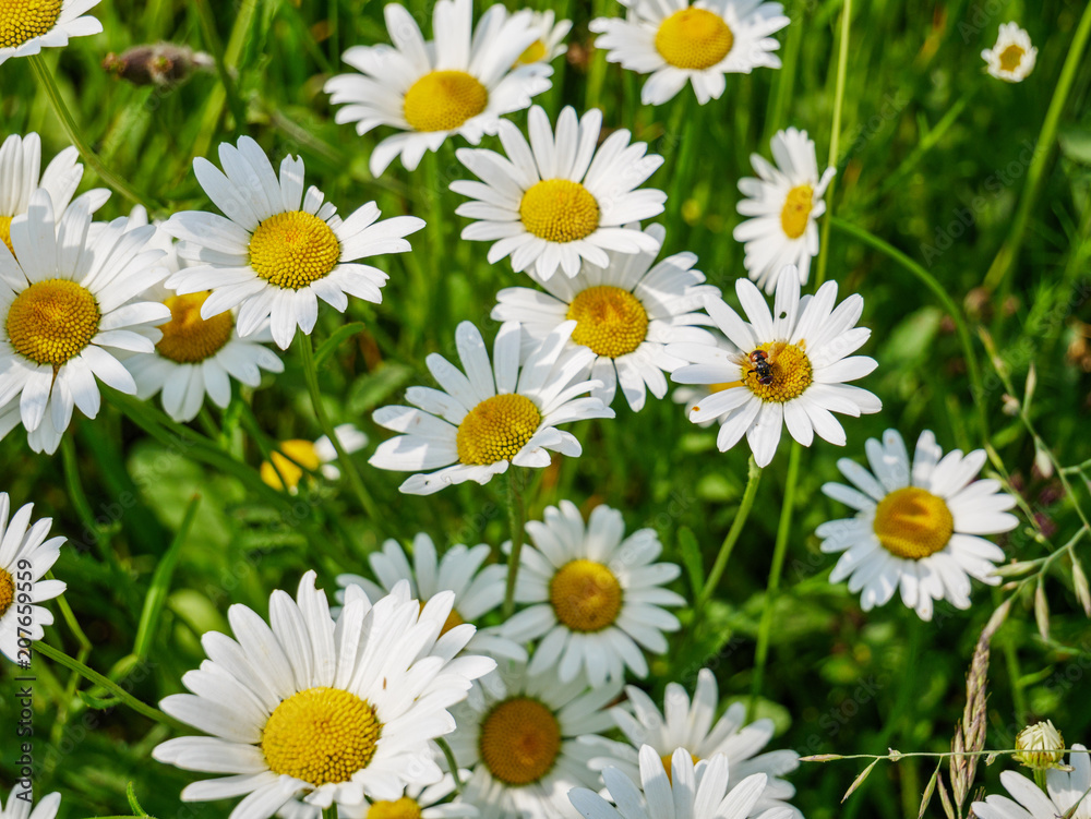 Obraz premium Bunch of marguerites; top down view; flat lay