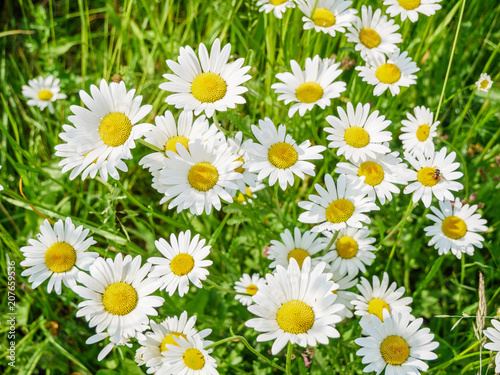 Bunch of marguerites; top down view; flat lay