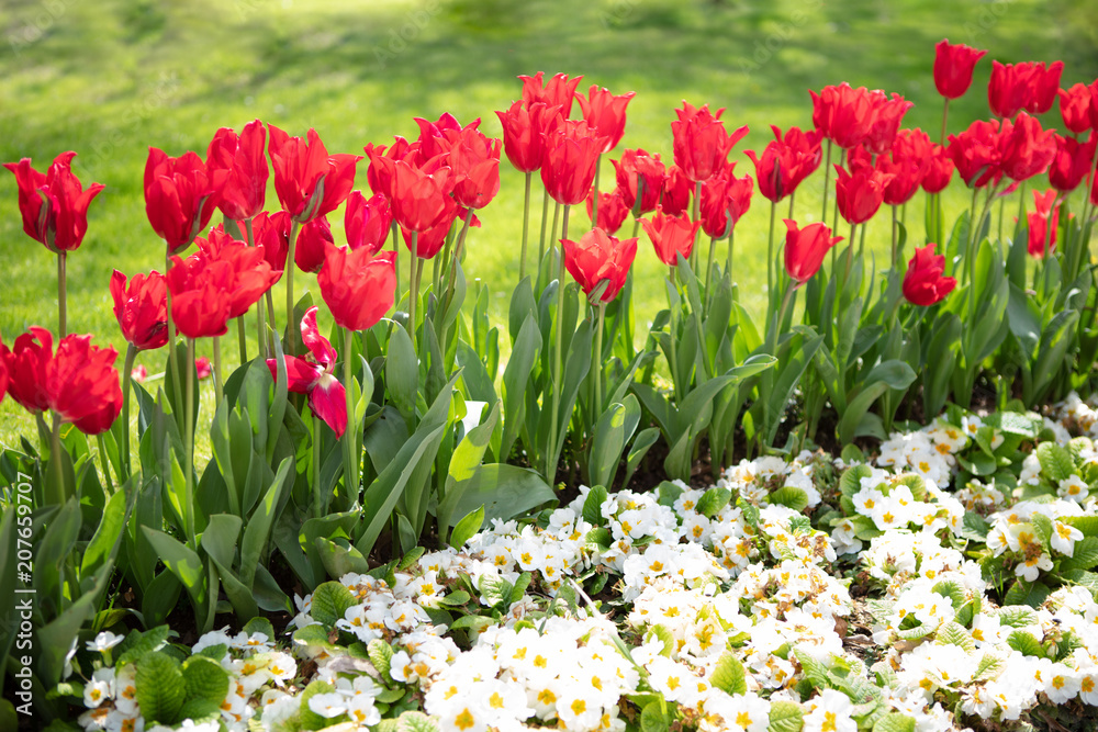 White Flowers and Amazing Tulips background with lawn