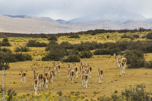 Guanacos in the fields of Torres del Paine National Park