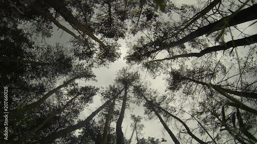 Shaking pines