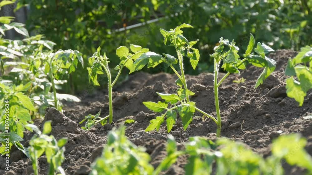 Young green tomatoes are only planted in the ground and stand in the garden Young green tomatoes are only planted in the ground and stand in the garden