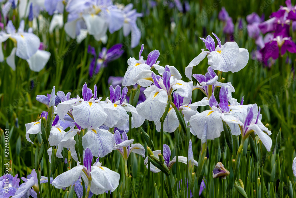 Irises in Horikiri iris garden / Horikiri iris garden is a garden free of admission fee located in Katsushika Ward, Tokyo, Japan Irises in Horikiri iris garden / Horikiri iris garden is a garden free of admission fee located in Katsushika Ward, Tokyo, Japan