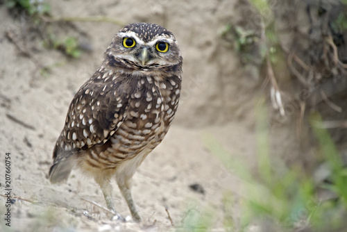 Juvenile of burrowing owl near the burrow