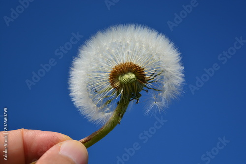 Fototapeta Naklejka Na Ścianę i Meble -  Dandelion with the sky as a background