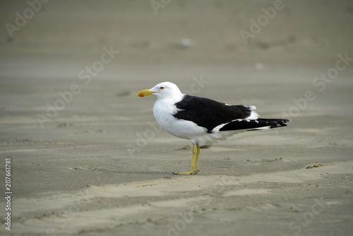 Kelp gull on beach sand