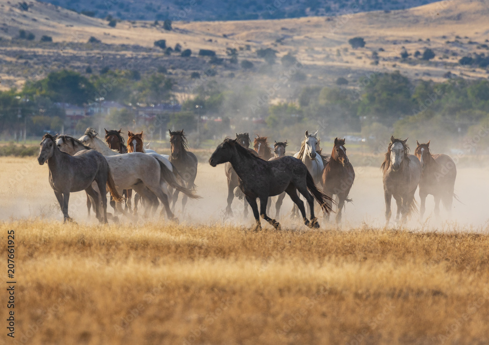 Fototapeta Stado dzikich koni działa na pustyni