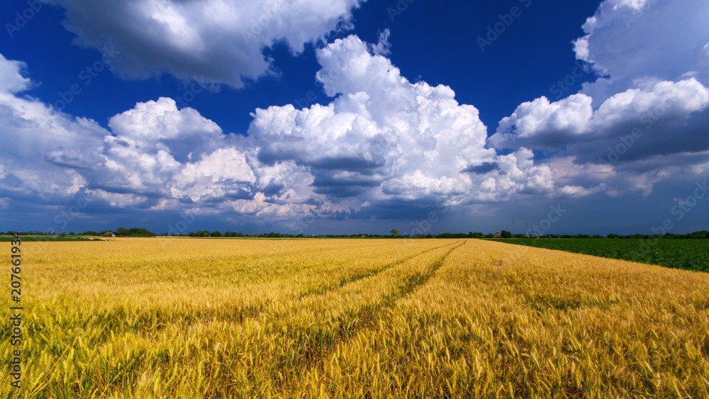 Vibrant panorama fields with white clouds and agricultural crops wheat in summer