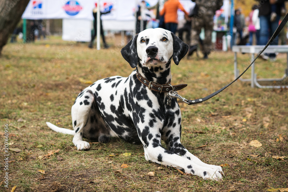 A beautiful Dalmatian dog on a leash lies on the grass and looks at the camera at an dogs show A beautiful Dalmatian dog on a leash lies on the grass and looks at the camera at an dogs show