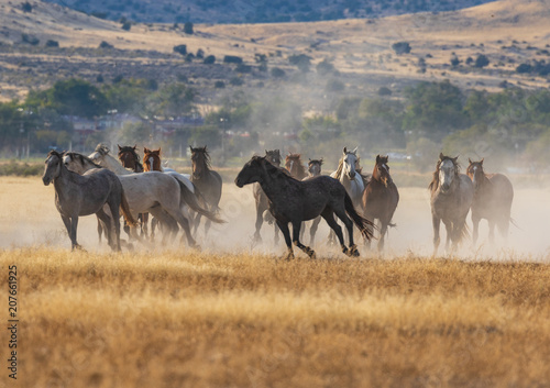 Fototapeta Stado dzikich koni działa na pustyni
