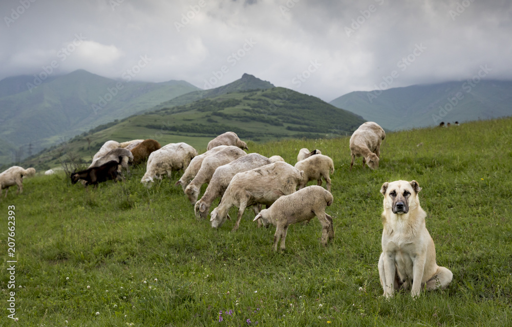 Naklejka premium owiec na obszarach wiejskich Armenii