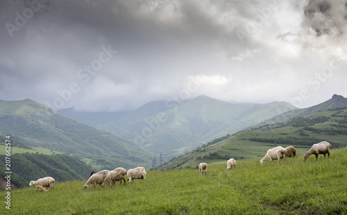 sheep in rural Armenia
