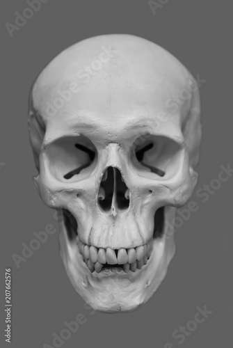 White human skull on gray background. Isolated. Close-up.