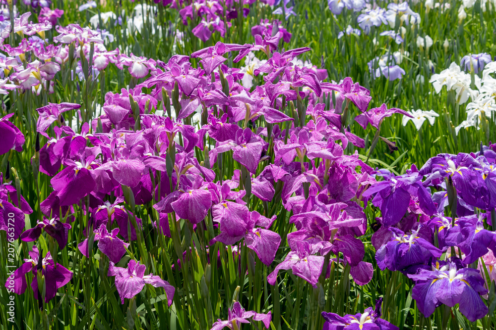 Fototapeta premium Irises in Horikiri iris garden / Horikiri iris garden is a garden free of admission fee located in Katsushika Ward, Tokyo, Japan
