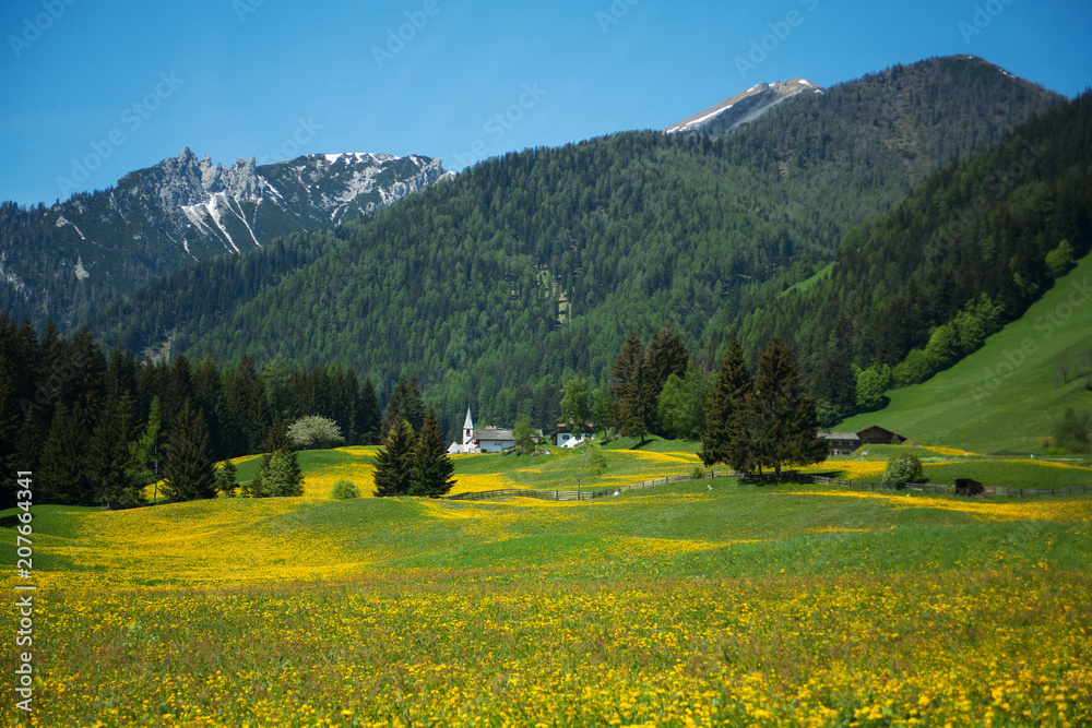 Landschaft in Südtirol mit Löwenzahn Blumen