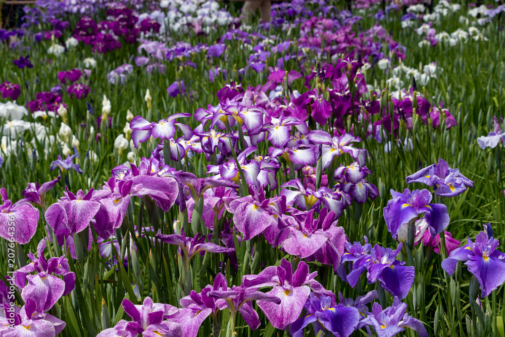 Irises in Horikiri iris garden / Horikiri iris garden is a garden free of admission fee located in Katsushika Ward, Tokyo, Japan Irises in Horikiri iris garden / Horikiri iris garden is a garden free of admission fee located in Katsushika Ward, Tokyo, Japan