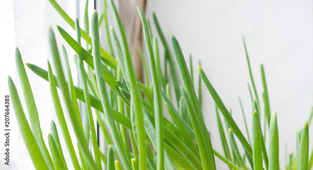 The leaf Onion. The leaf Onion.
