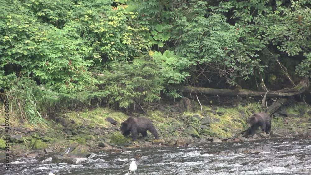 USA. Alaska. Bears catch salmon in a mountain stream USA. Alaska. Bears catch salmon in a mountain stream