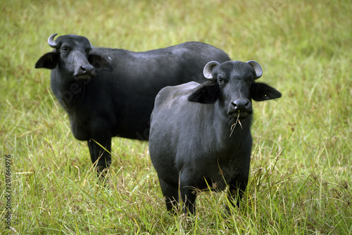 Water buffaloes in high grass pasture