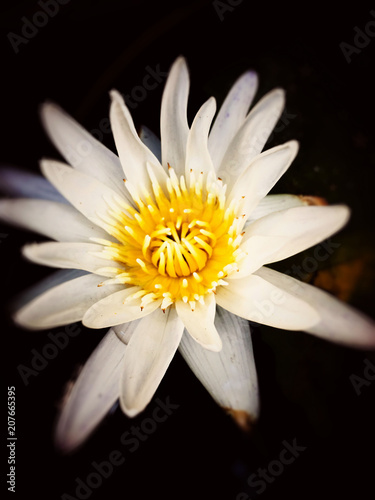 white lotus flower and lotus Leaf