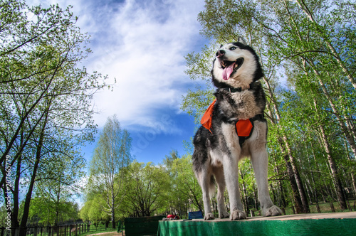 Beautiful Siberian husky dog on the playground stands on a log. Bottom view, on background of the blue sky and green foliage. photo