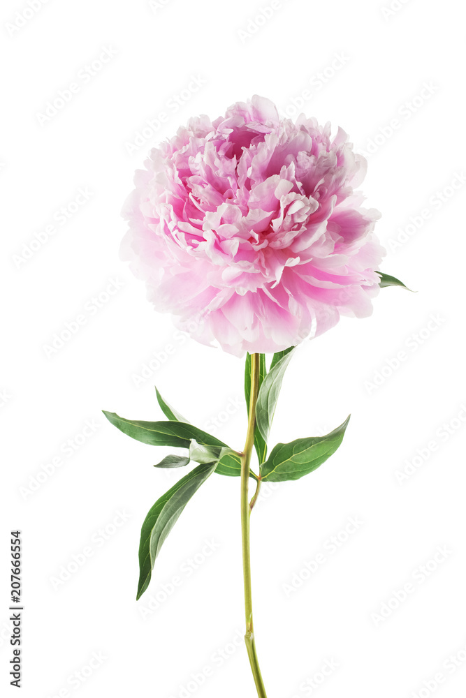 Pink peony flower isolated on white