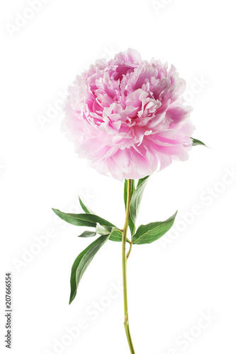 Fototapeta Naklejka Na Ścianę i Meble -  Pink peony flower isolated on white