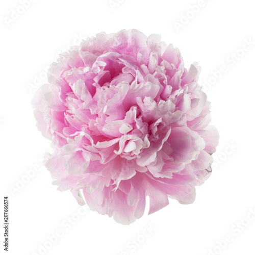 Pink peony flower isolated on white