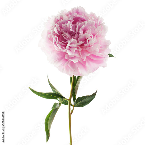 Pink peony flower isolated on white