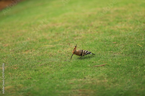 hoopoe on a green lawn