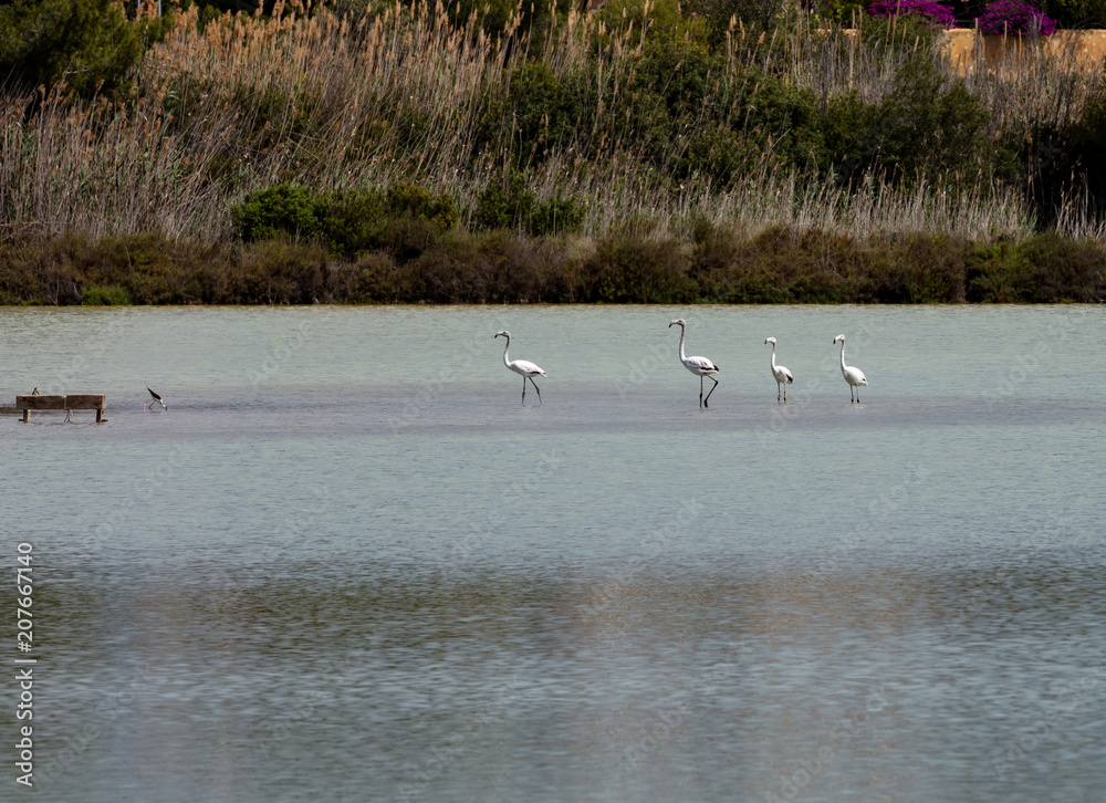 flamingos in the salt pans