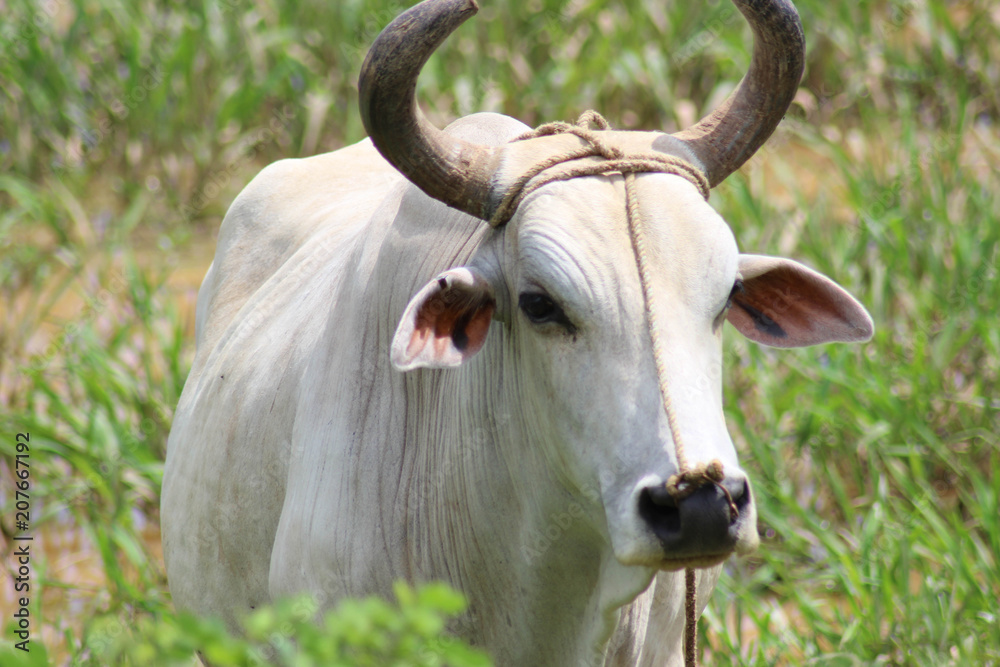Rural cow Medium Rural cow Medium