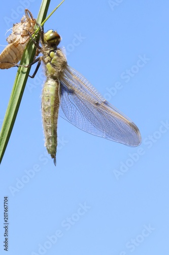 Newborn dragonfly photo