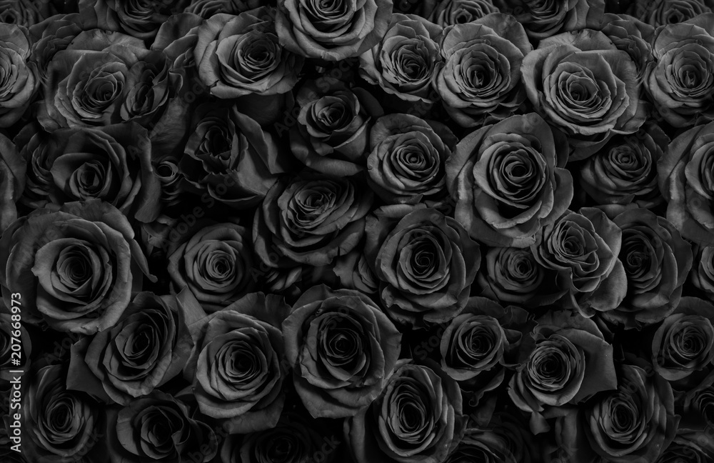 Naklejka premium ciemne czarne róże