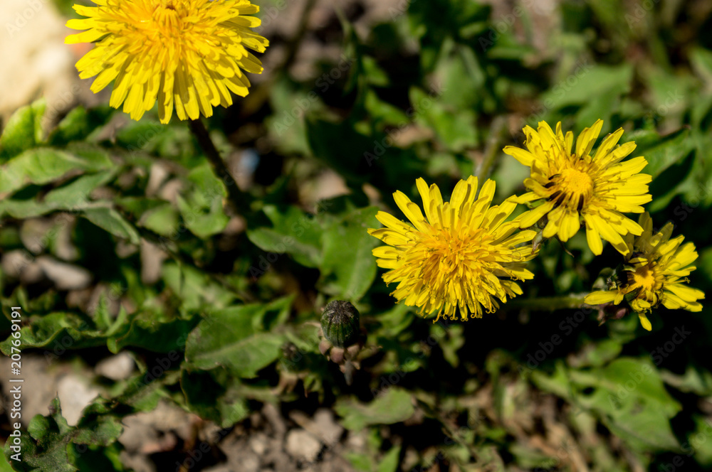 Dandelion flower, bright yellow, background Dandelion flower, bright yellow, background