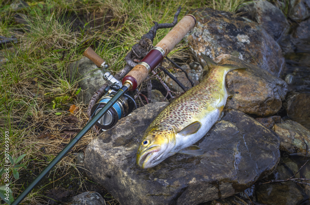 Fishing. Caught brown trout fish and spinning tackle on river stone Stock  Photo