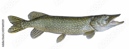 Fishing. Big live pike fish isolated on white background