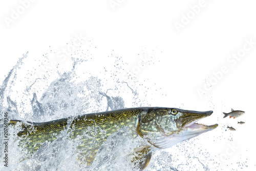 Fishing. Big pike fish jumping with splashing on white background