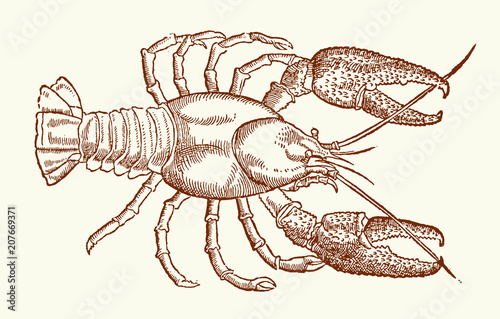 Illustration of a european crayfish (astacus) after a vintage woodcut engraving from the 16th century. Easy editable in layers