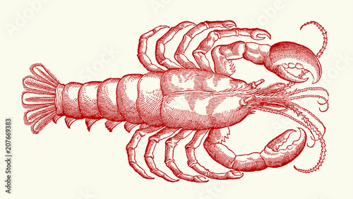 Crayfish or lobster, after antique woodcut engraving from 16th century
