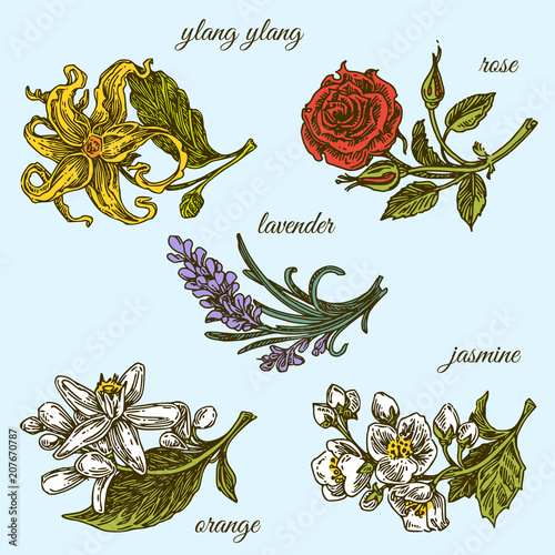 Set of aromatic flowers. Ylang ylang, rose, lavender, orange and jasmine. Color. Engraving style. Vector illustration.