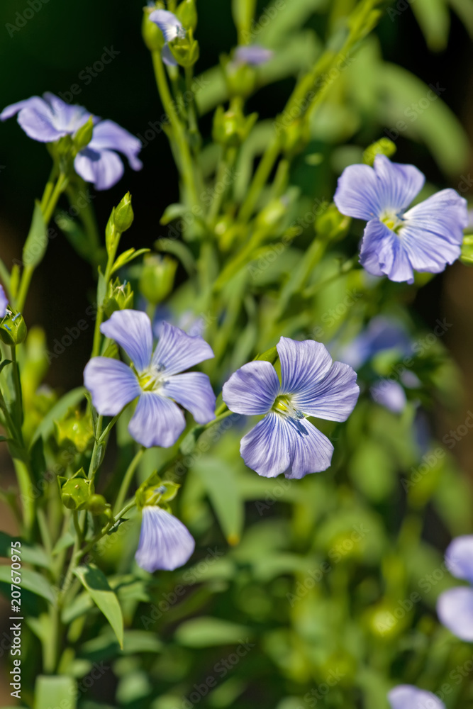 Blue flax flowers in the garden Blue flax flowers in the garden