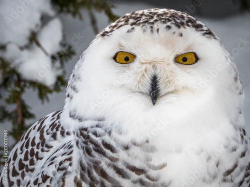 Snowy Owl © MarkF-Toronto
