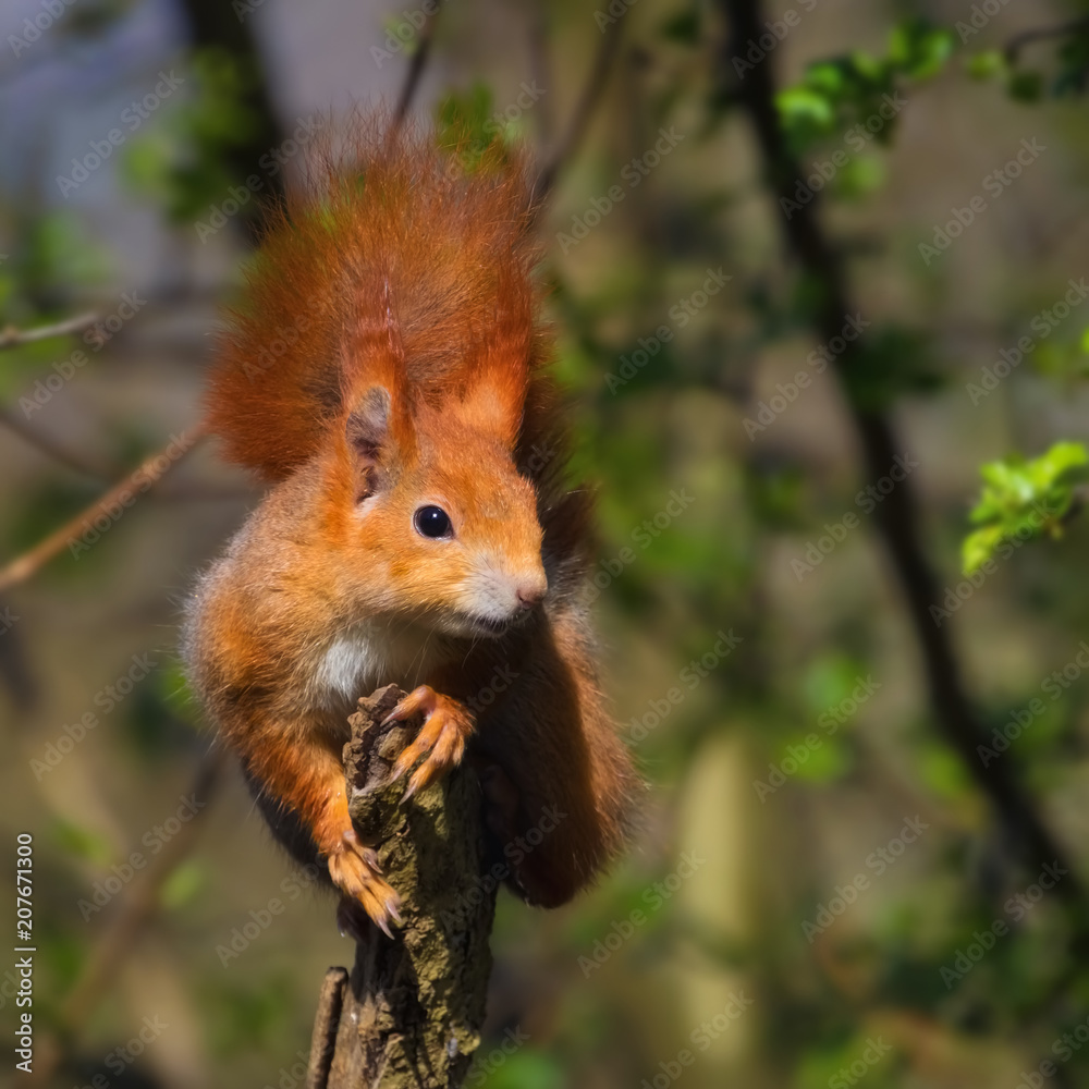 Rotes Eichhörnchen posiert lässig auf einem Holzpfahl Rotes Eichhörnchen posiert lässig auf einem Holzpfahl