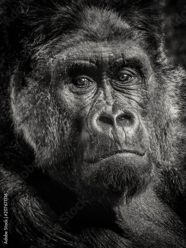 Silverback gorilla © MarkF-Toronto
