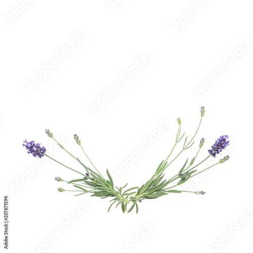 Fototapeta Naklejka Na Ścianę i Meble -  Lavender herb flower white background