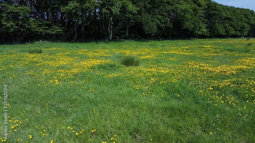 Obraz premium Close up of buttercups in meadow with trees in background